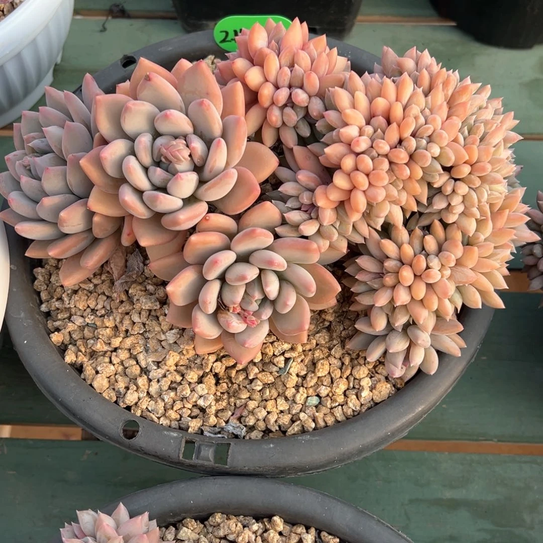 L****82.14.03白雪公主缀化