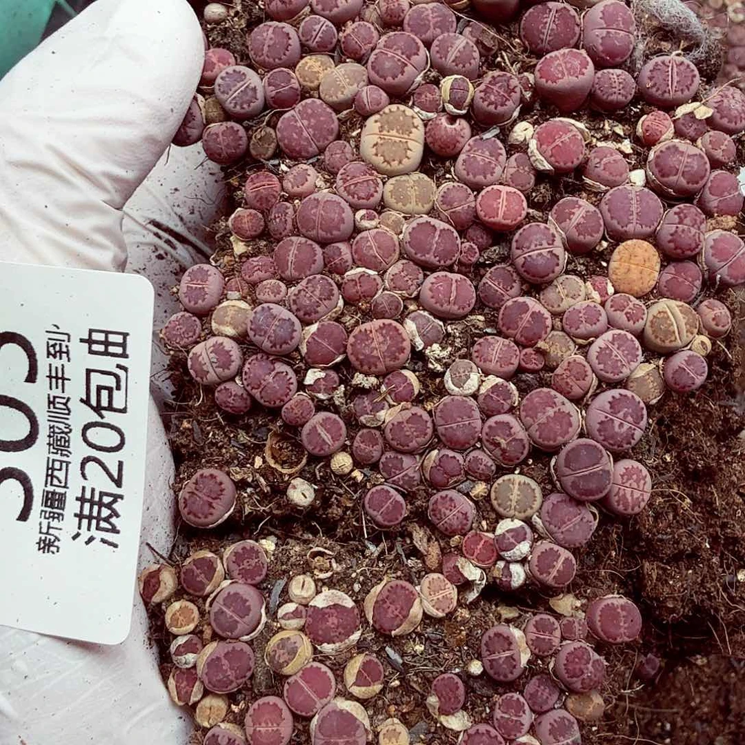 你们吃啥好吃不得阿305