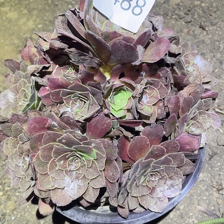 多肉植物法师488花月夜