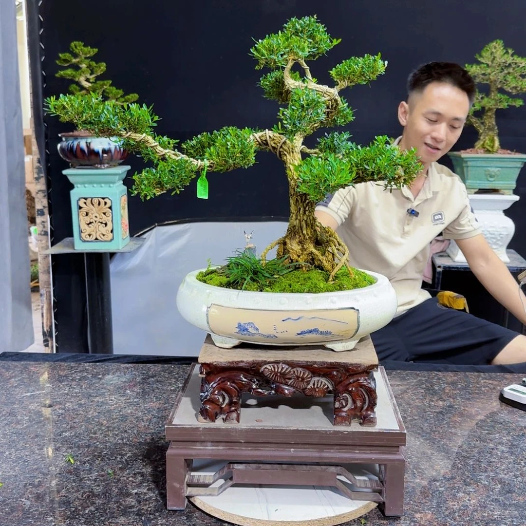 当前无花朵，栽培后可花朵