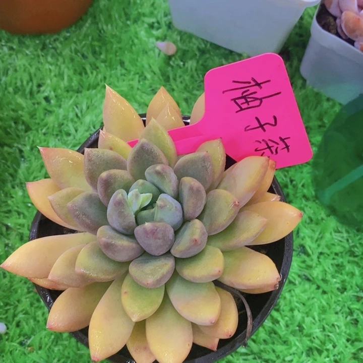 Z****c多肉植物，开心多肉