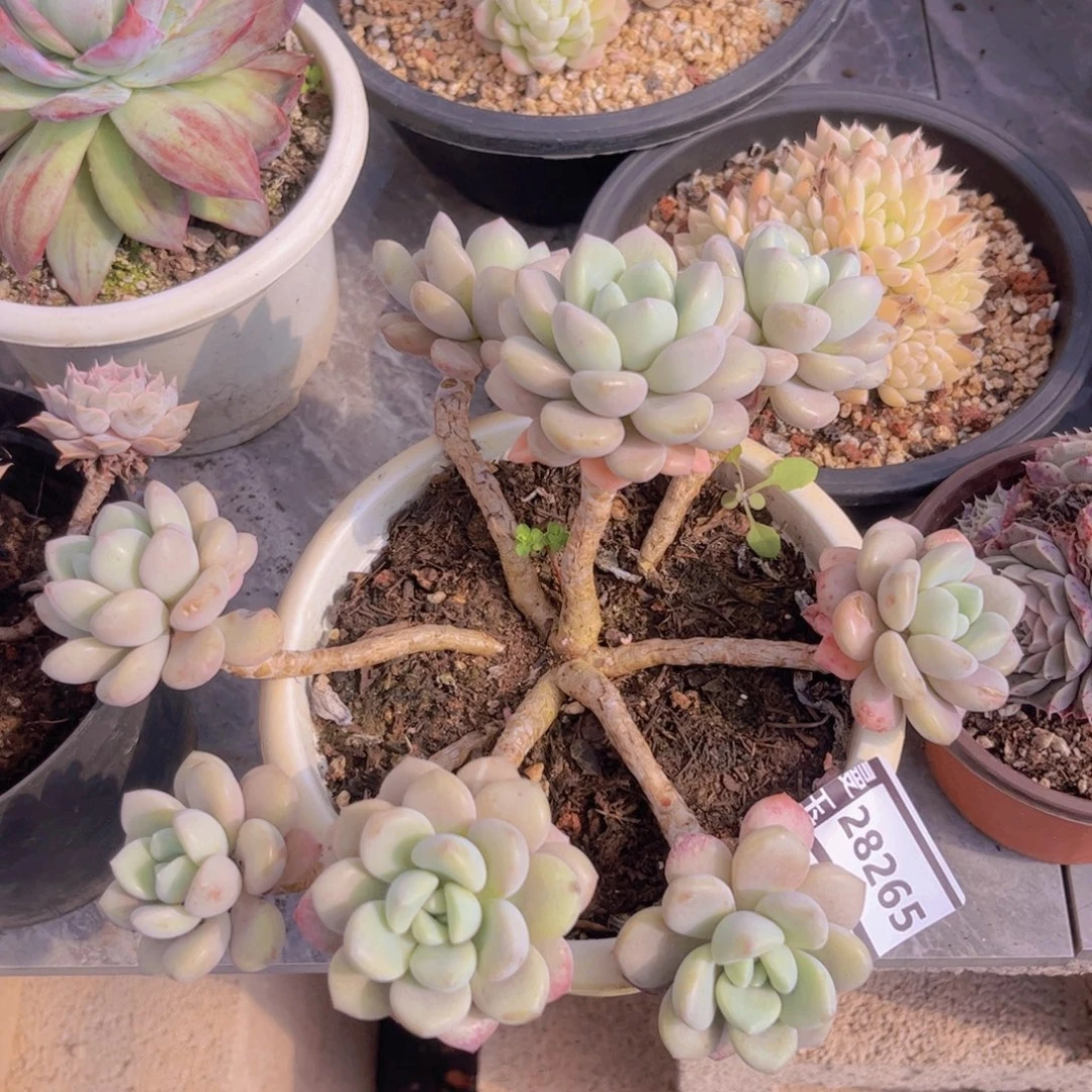 白鹭多肉植物28265