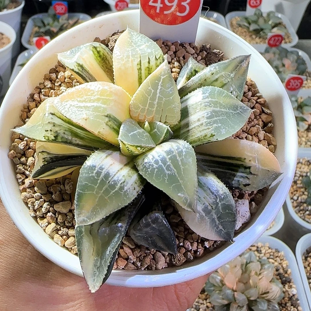 493号实生寿锦一物一拍带盆土