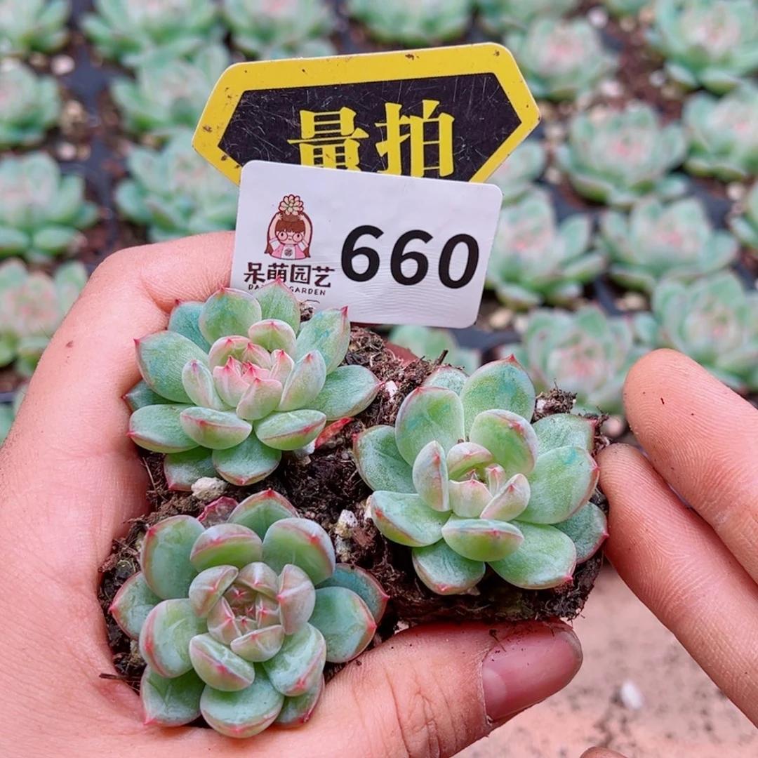 多肉植物多肉植物