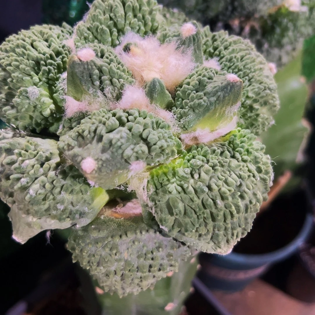 无花朵怒涛牡丹433