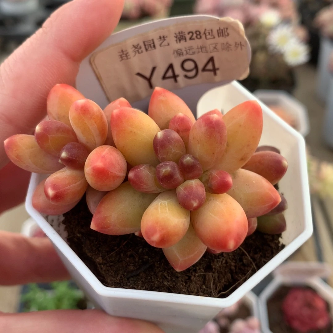 黄香蕉一物一拍Y494