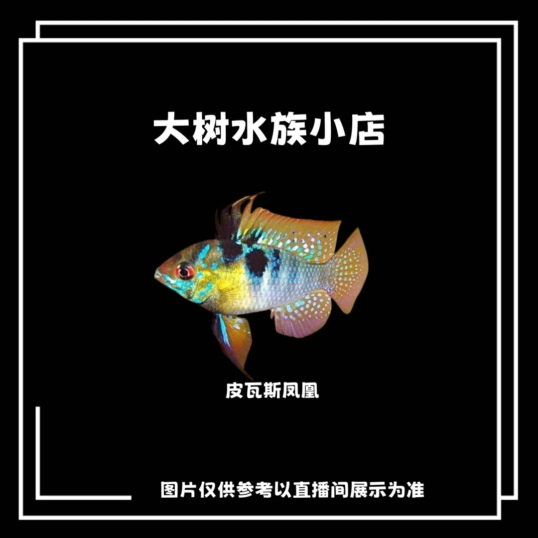 【大树水族】皮瓦斯凤凰鱼  1条 （福袋产品包邮不包损）