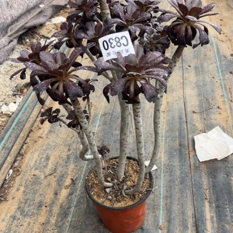 830黑元叶不包断枝