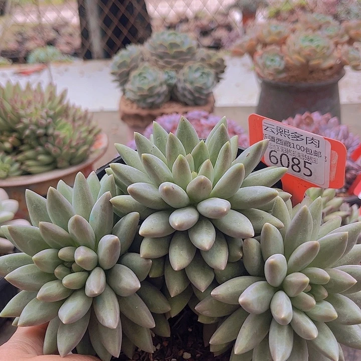 6085黄体红蜻蜓。