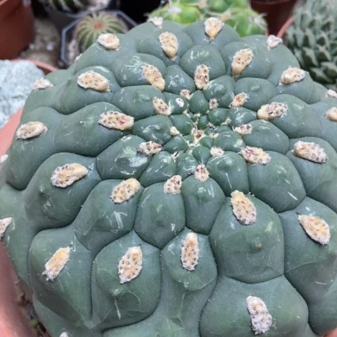 斧头新天地50米仙人球