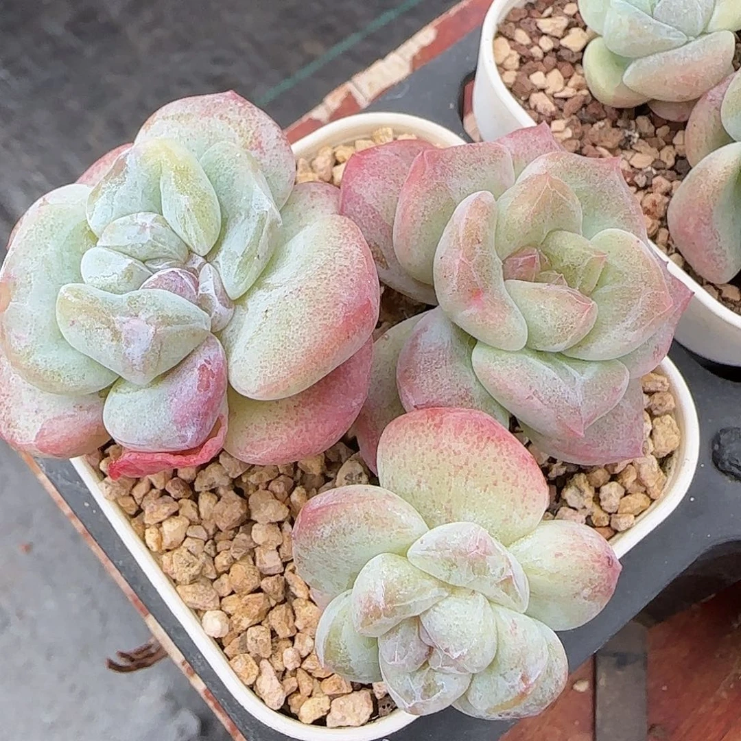冰玉石化飘枝老桩群生包整脱土