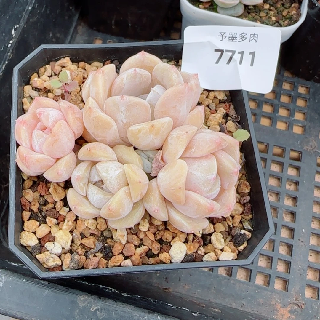 汉堡无砍，7711多肉植物