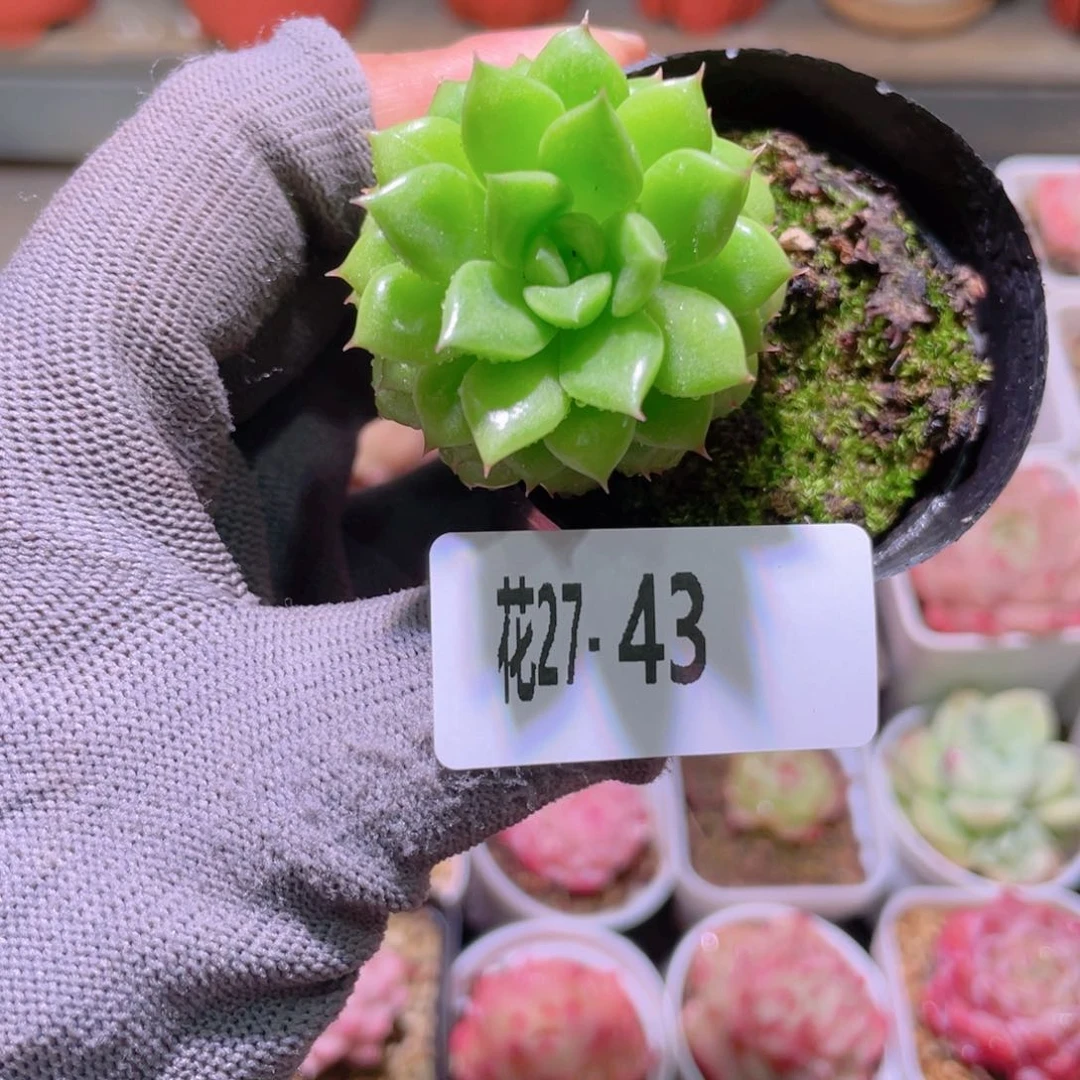 花利美27-43绿水鬼含盆土