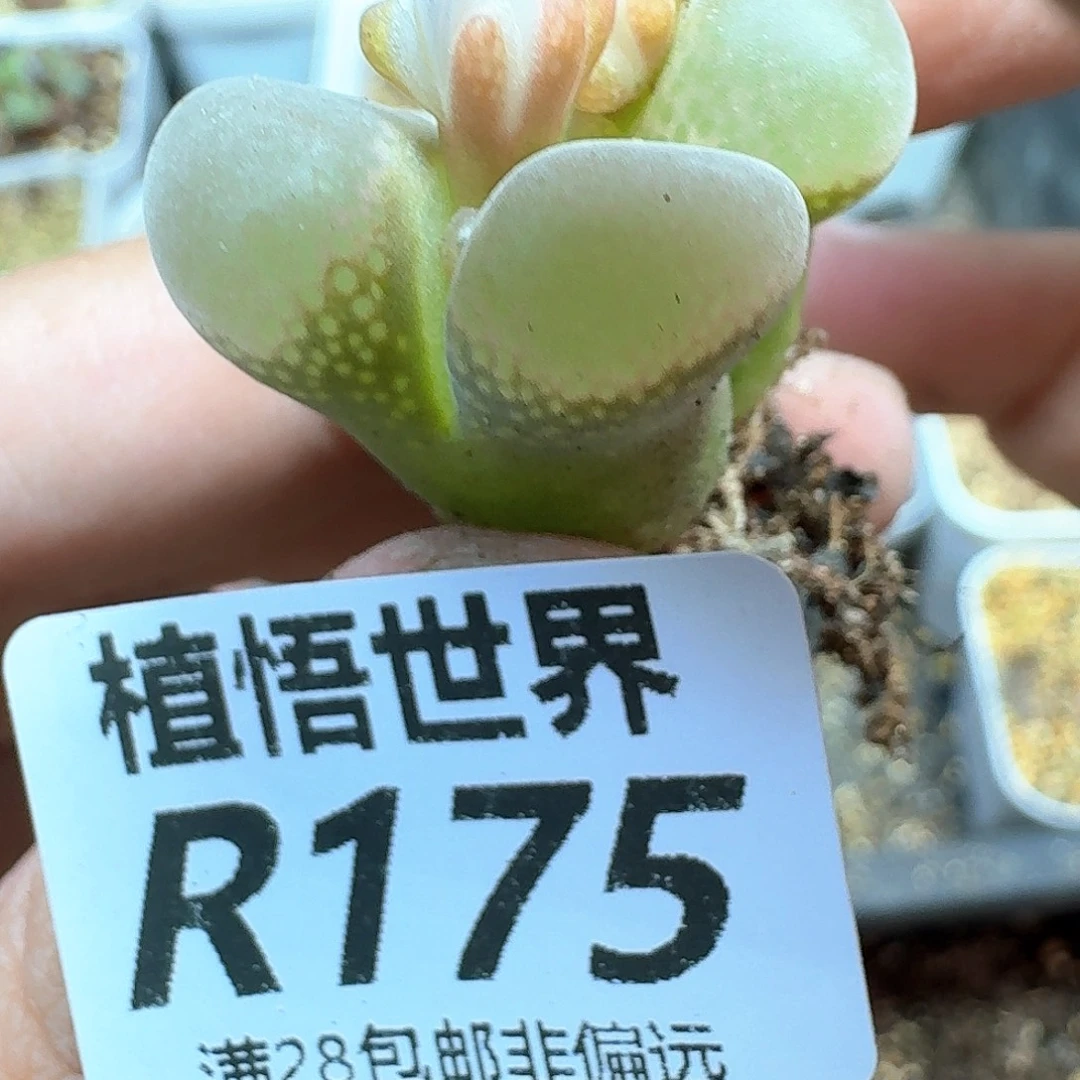多肉植物多肉植物ff