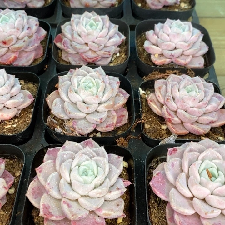 102。小鹿斑比。单头。