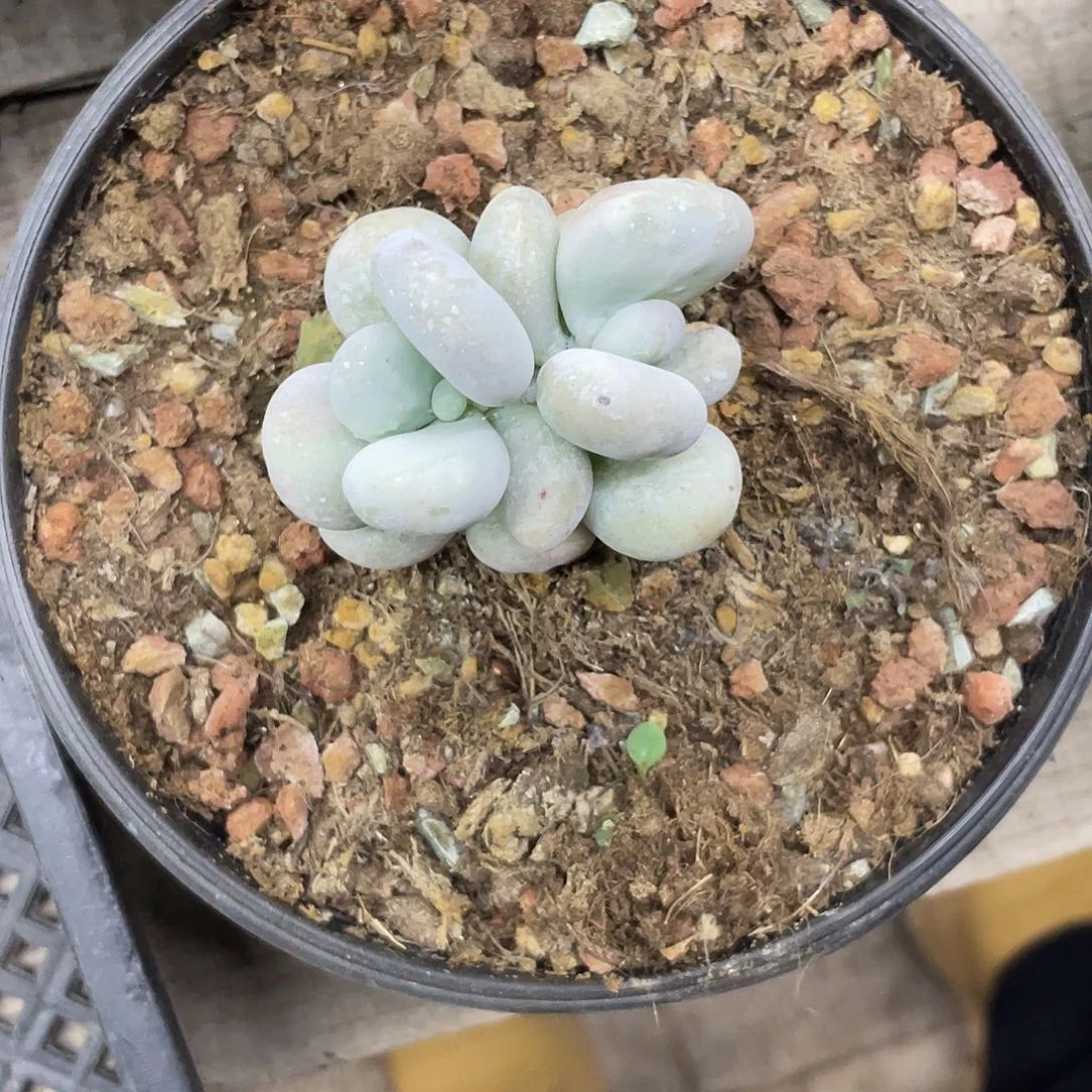 油煎丸子一个。