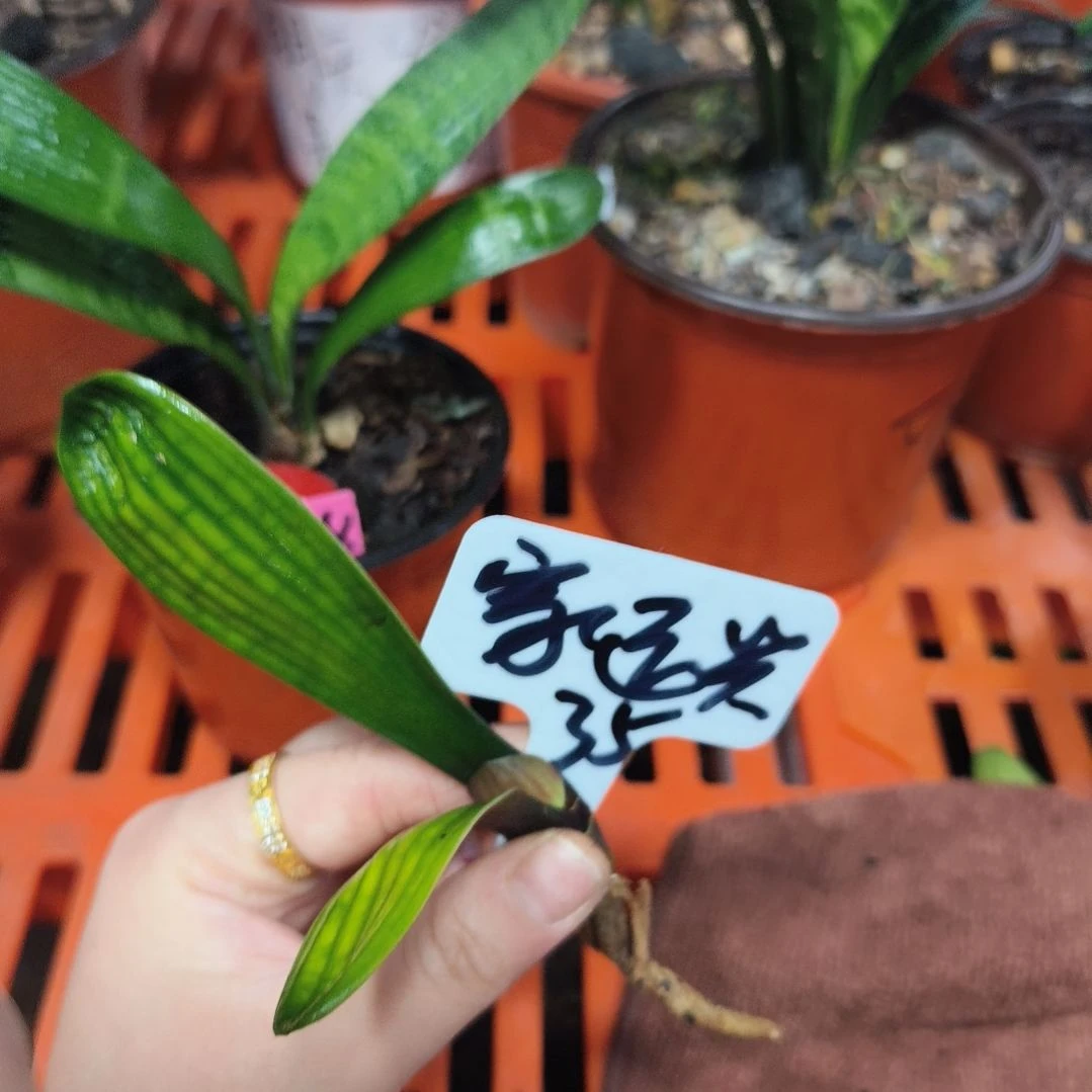 家***兴无花朵君子兰直播带货