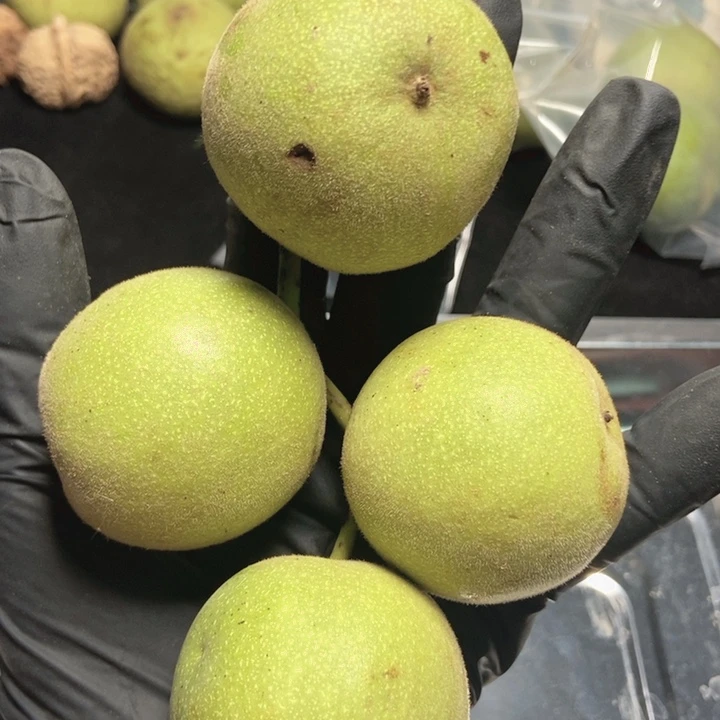 大叶紫檀（黑酸枝木类）乾隆磨原装青皮生鲜核桃