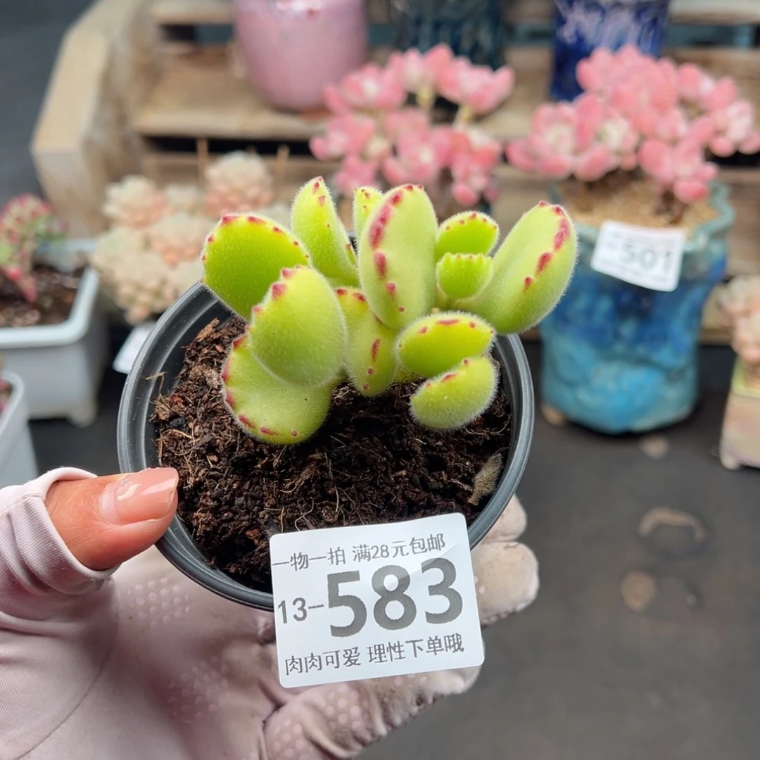 熊童子多肉多肉多肉多肉