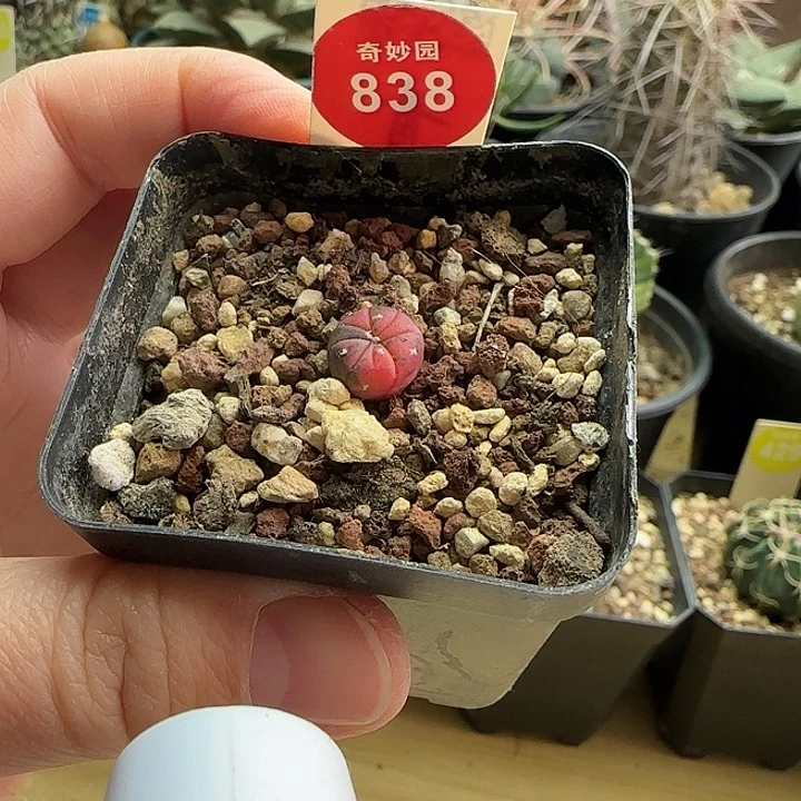 实生红兜锦一颗星