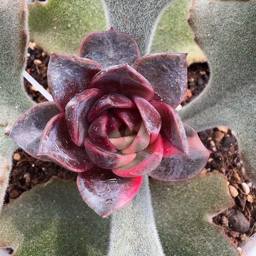 福利紫水晶锦一物一拍