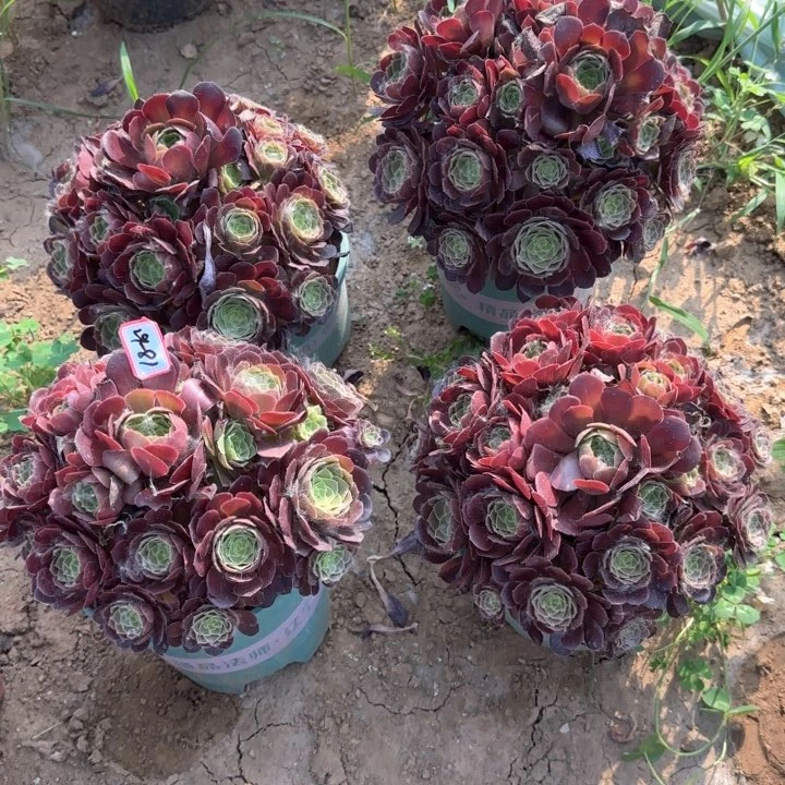 29-81荷兰亮牌9.9一个多肉地理