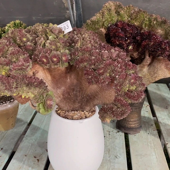 随*283号万圣节法师缀化