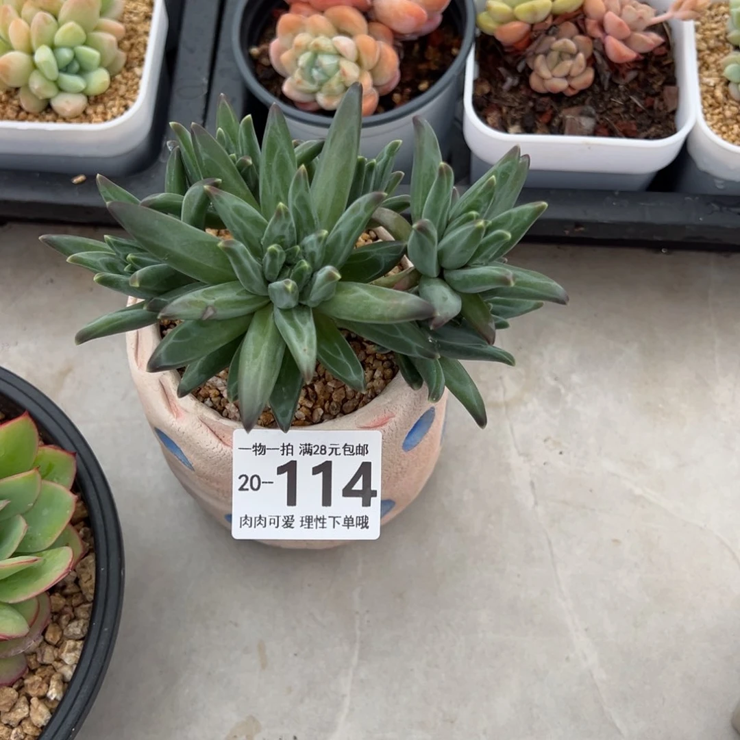 梵高美人多肉多肉多肉