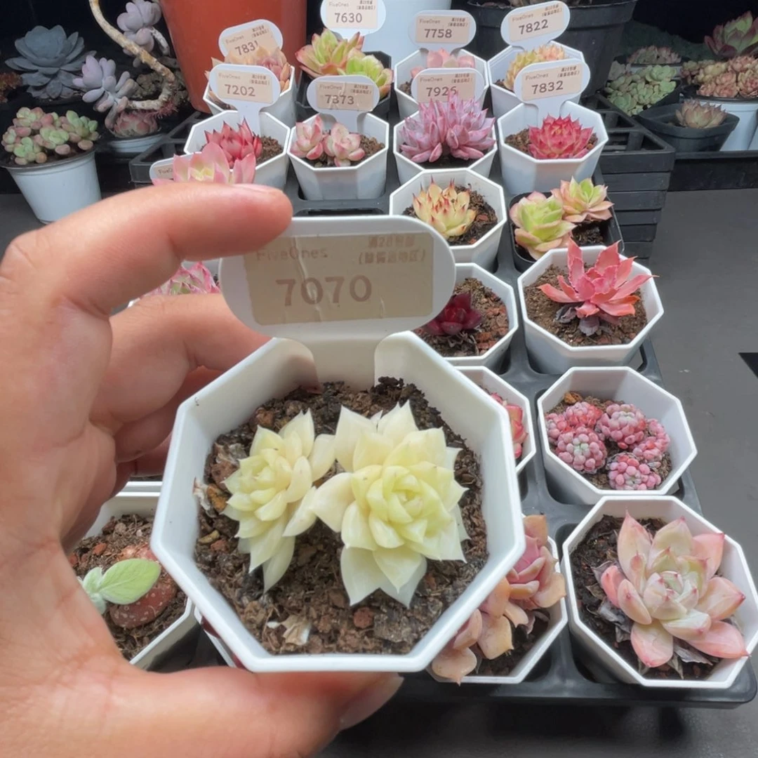 7070白天鹅4.0厘米