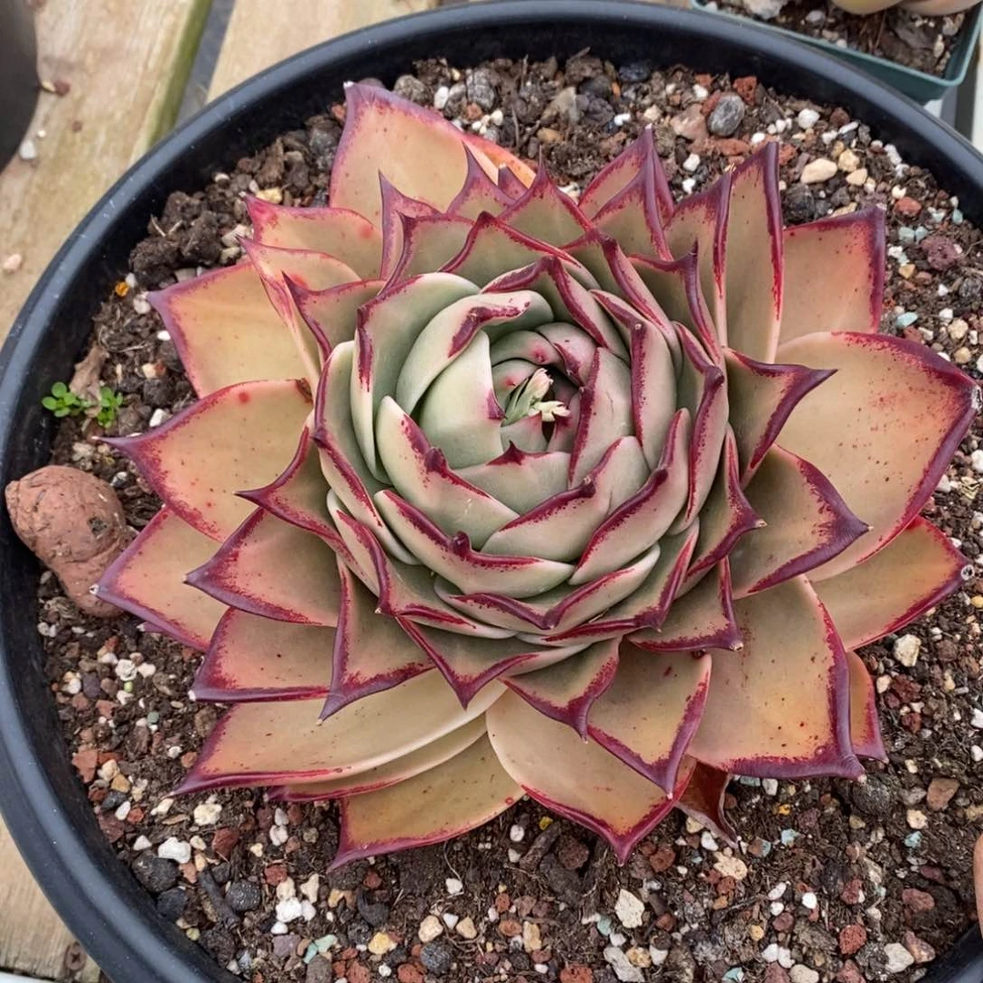 乔*板多肉植物多肉植物0709