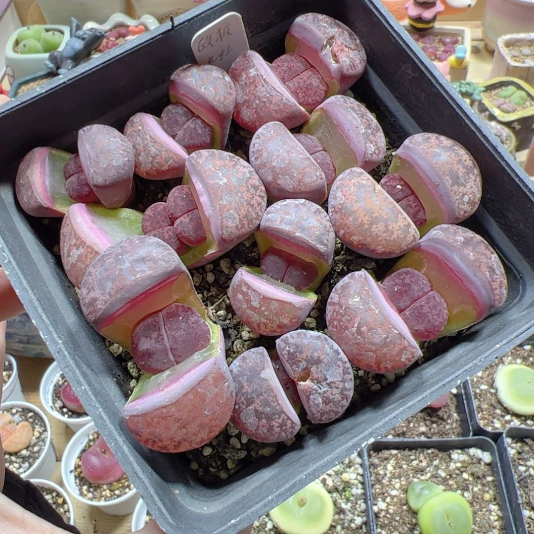 【闪购商品】324 欧版酒红