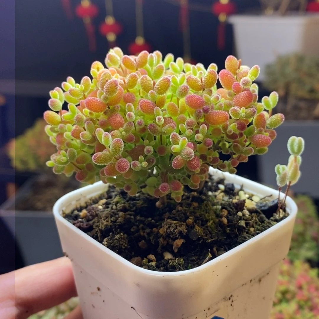 97号蜜橘糖球枝干
