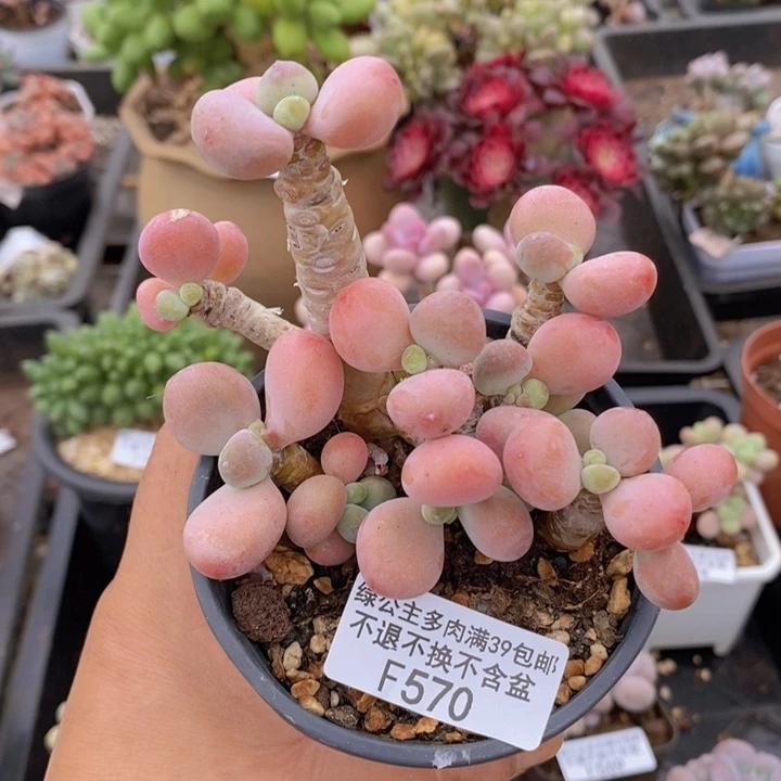 洛神老桩9cm570多肉植物