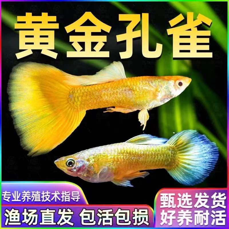 【发财鱼】精品黄金孔雀鱼满麟黄金观赏鱼皮实耐活热带鱼适合新手