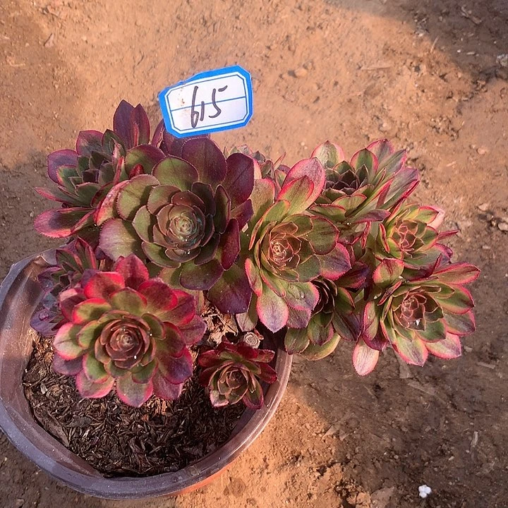 单**爸半夏砍头朵朵多肉不包损615