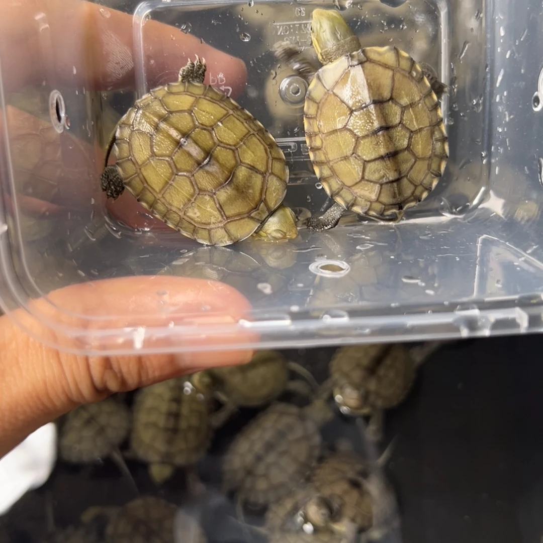 母绿毛龟*️****5号小青 86。两个
