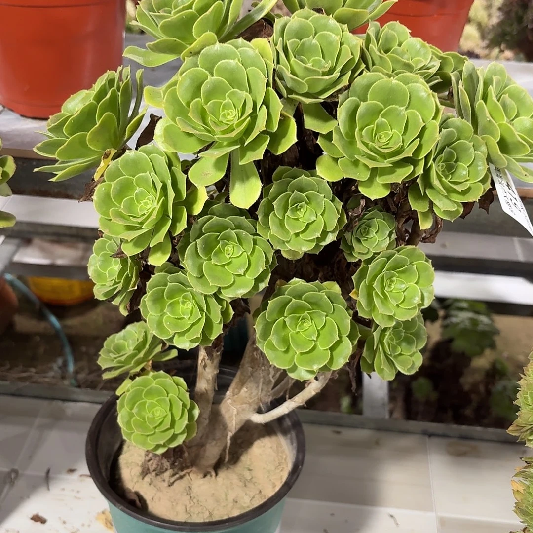 419绿羊绒有砍特价多肉植物法师