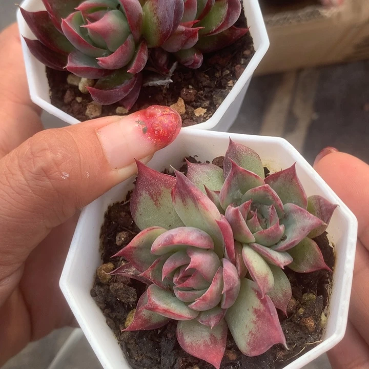 惊鸿仙子双。加宽 加细。包邮