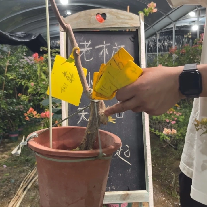 无花朵三角梅三角梅1663