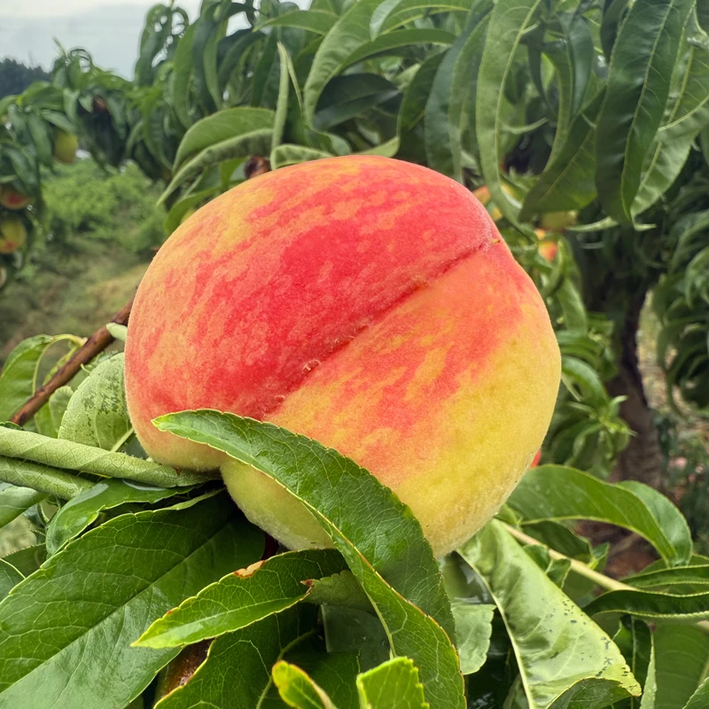 四川中桃14号脆甜水蜜桃 新鲜桃子毛桃脆桃应季孕妇水果现摘3/5斤