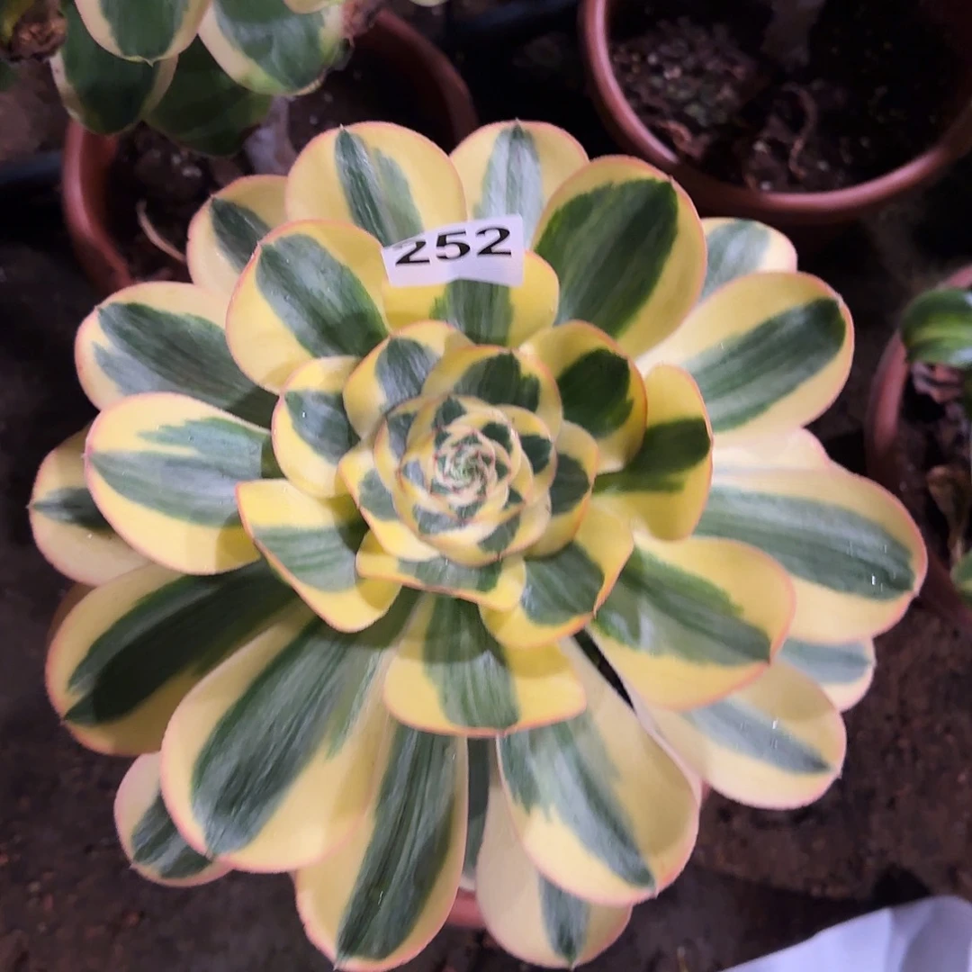 多肉植物王妃252