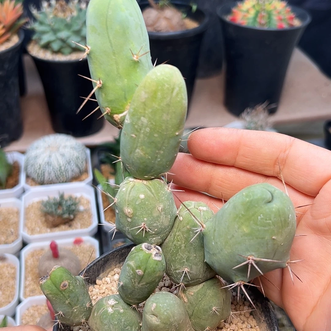 城城柱老球老桩子