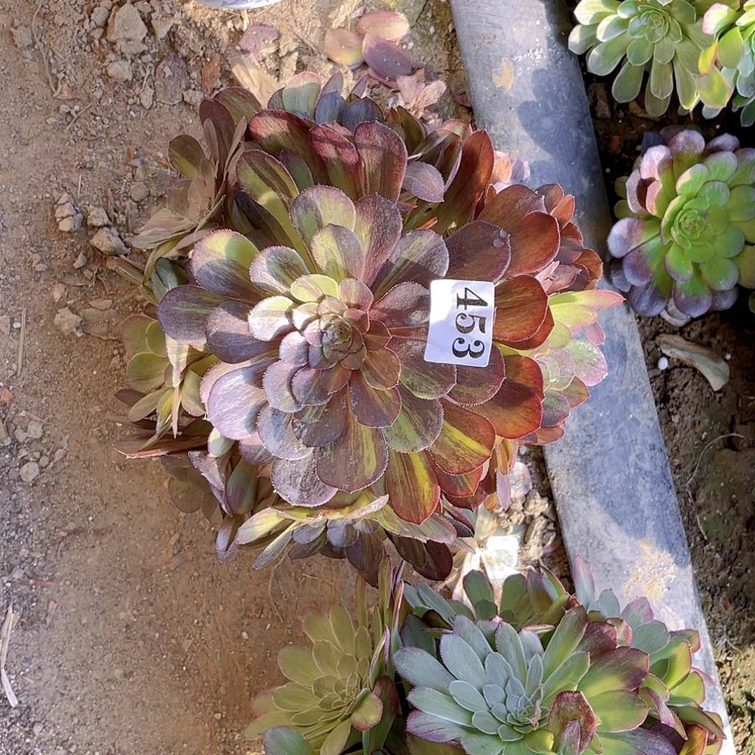 花月夜法师多肉6-40