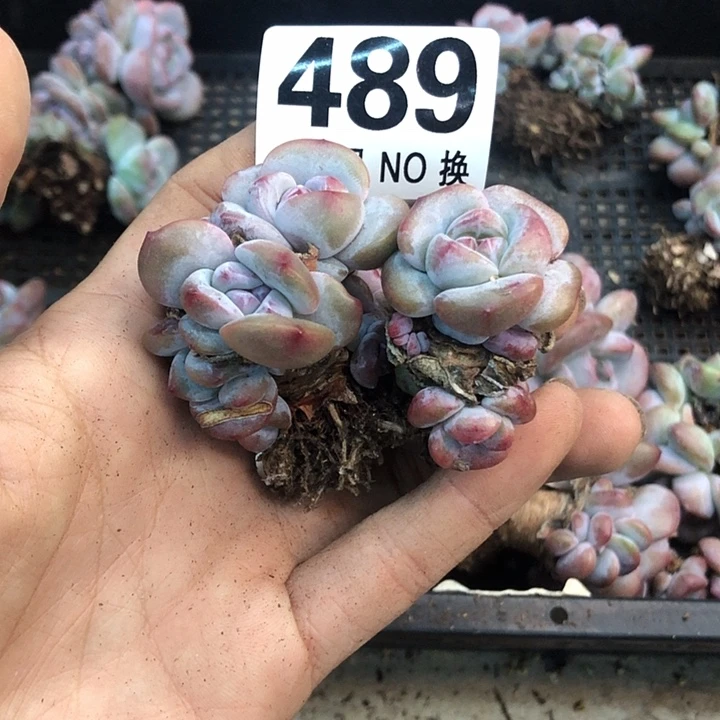 星影石榴籽福利出咯 489