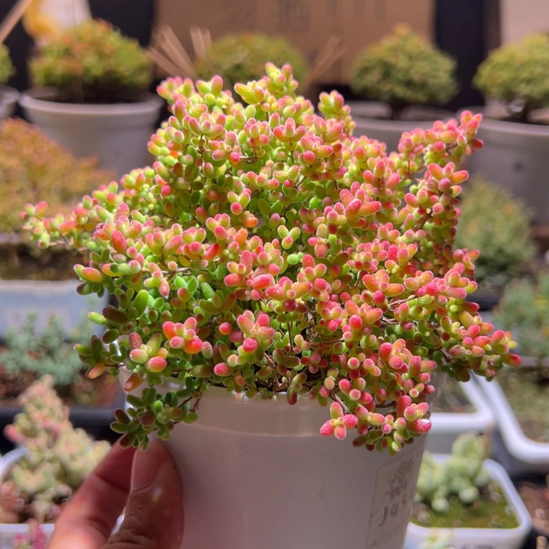 454蜜橘一物一拍包开箱