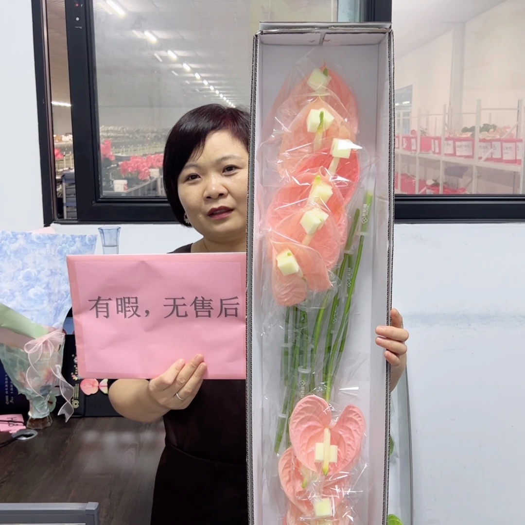 完全开放干杯-12枝装无售后款！