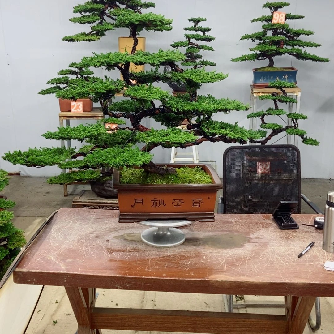 无花朵珍珠柏盆景