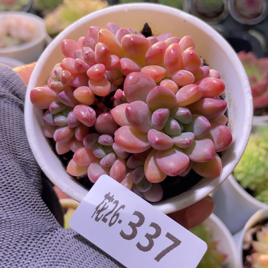 花利美26-337木糖醇