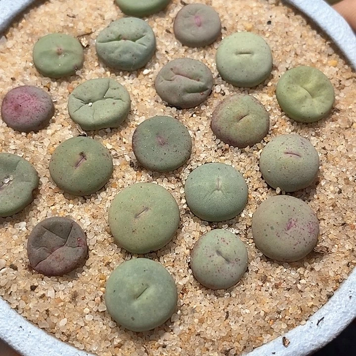 单头064小红嘴一颗