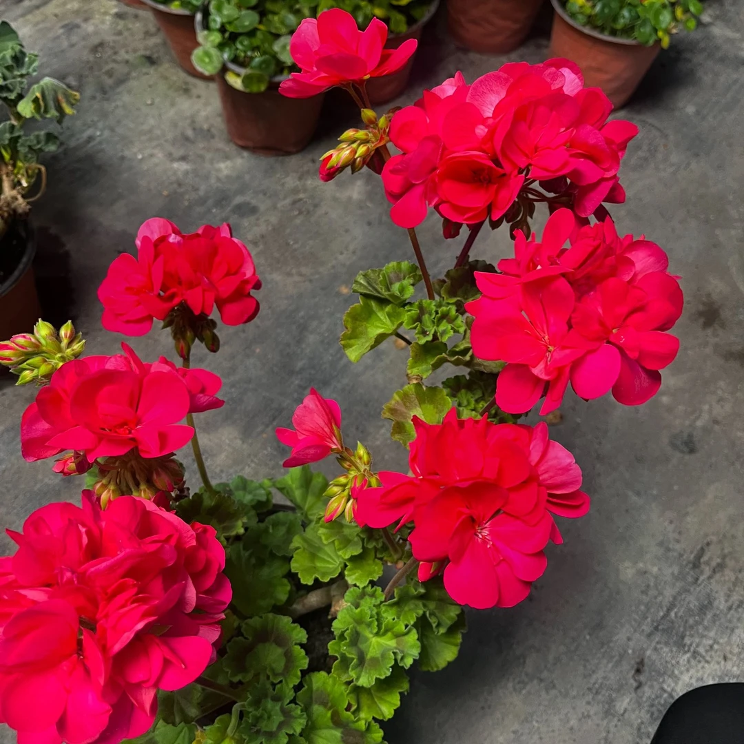 复瓣大花天竺葵盆栽花苗四季开花庭院阳台好养花卉